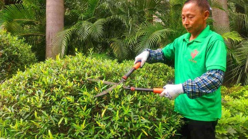 苗木种植，从细节看成败**